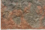 Silurian Fossil Crinoid (Scyphocrinites) Plate - Morocco #148855-3